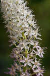 Osceola's plume <BR>Death camas <BR>Crow poison